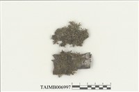 藏品(鹿兒島耳葉蘚)的圖片